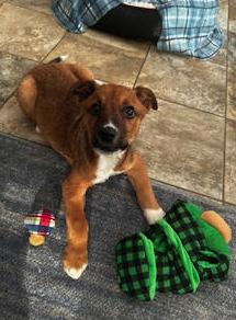 Champ, a Adoptable mixed breed in Elgin, IL image 4/5