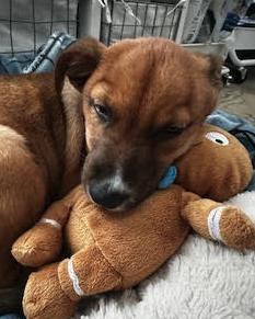 Champ, a Adoptable mixed breed in Elgin, IL image 3/5