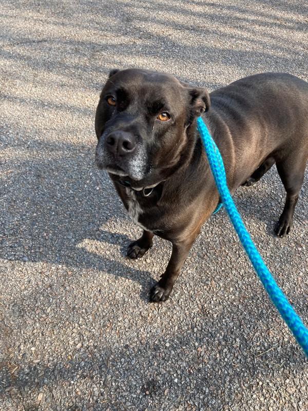 CHOPPA, Adoptable, Adult Male Labrador Retriever.
