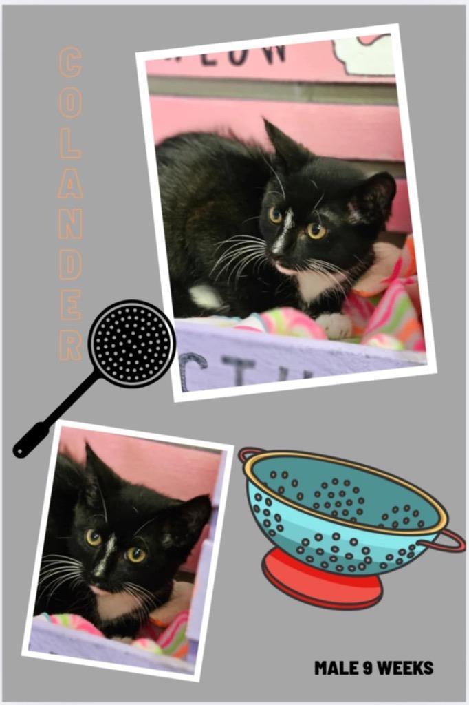 Colander, Adoptable, Young Male Domestic Short Hair.