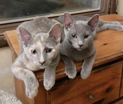 Pixie, Adoptable, Young Female Domestic Short Hair & Domestic Short Hair.