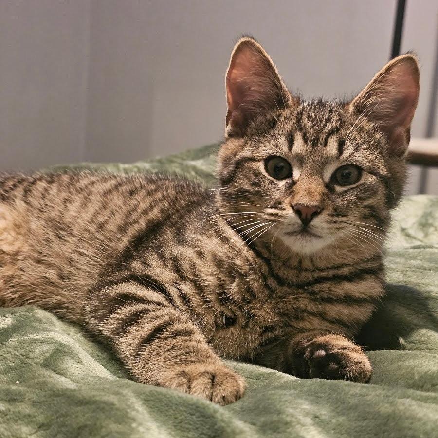 Enlarge Bob, a Adoptable Domestic Short Hair in Newport News, VA image 1/1