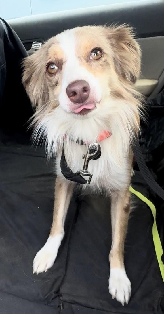 Enlarge Dixie, an adopted Australian Shepherd in Woodlawn, TN image 2/6