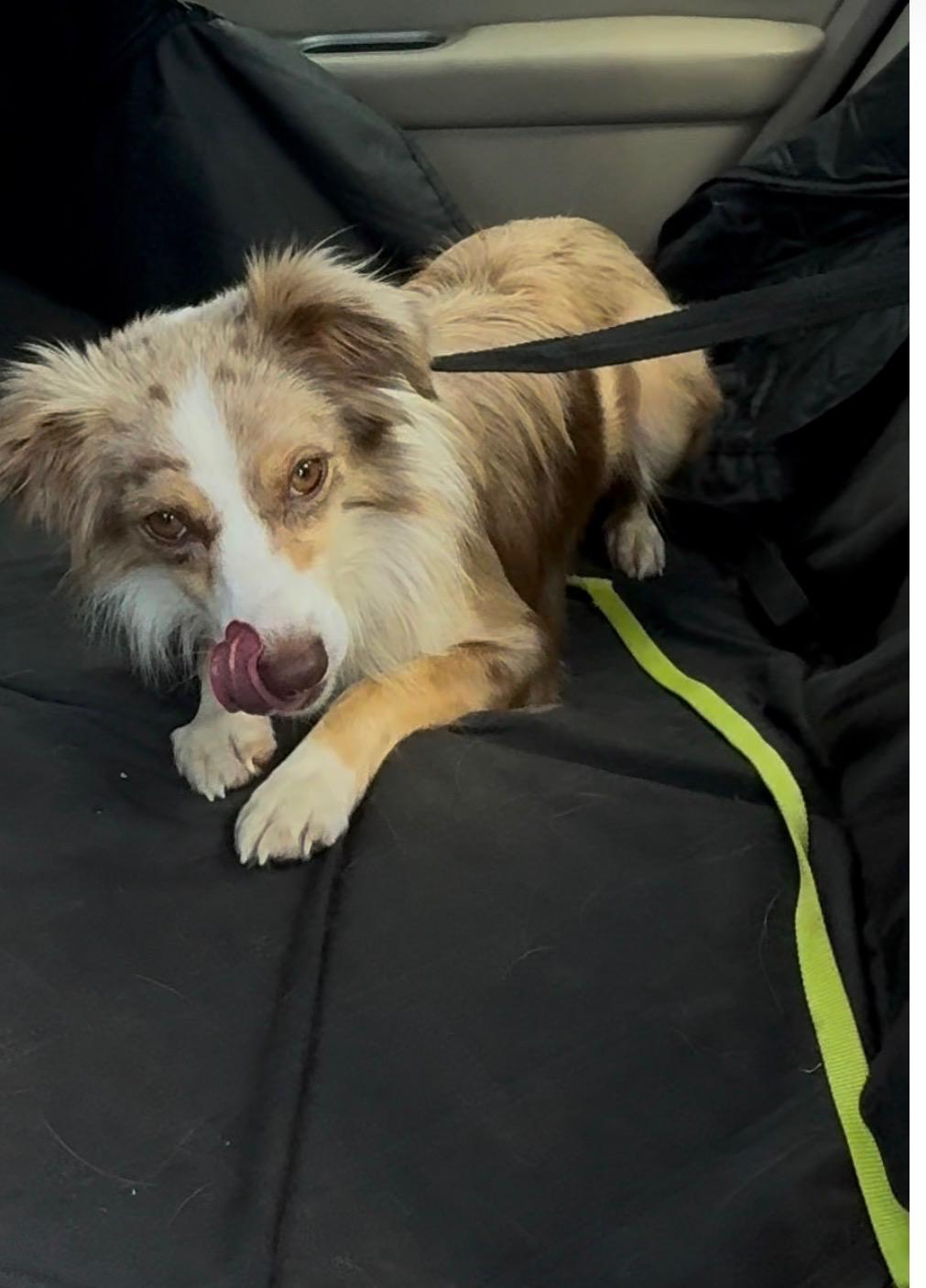 Enlarge Dixie, an adopted Australian Shepherd in Woodlawn, TN image 6/6