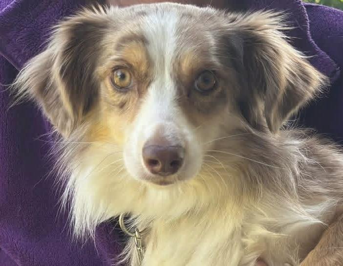 Enlarge Dixie, an adopted Australian Shepherd in Woodlawn, TN image 1/6