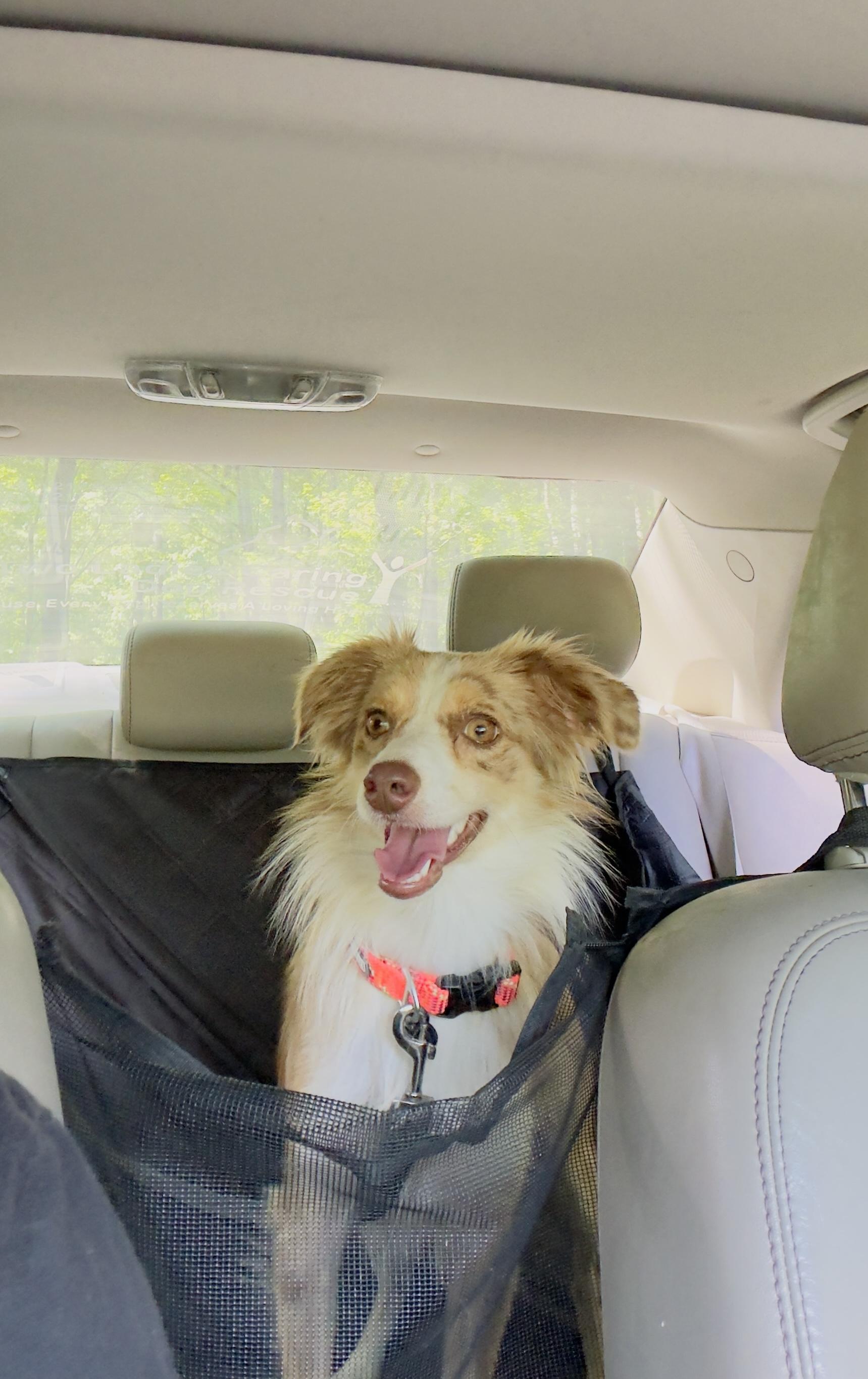 Enlarge Dixie, an adopted Australian Shepherd in Woodlawn, TN image 3/6