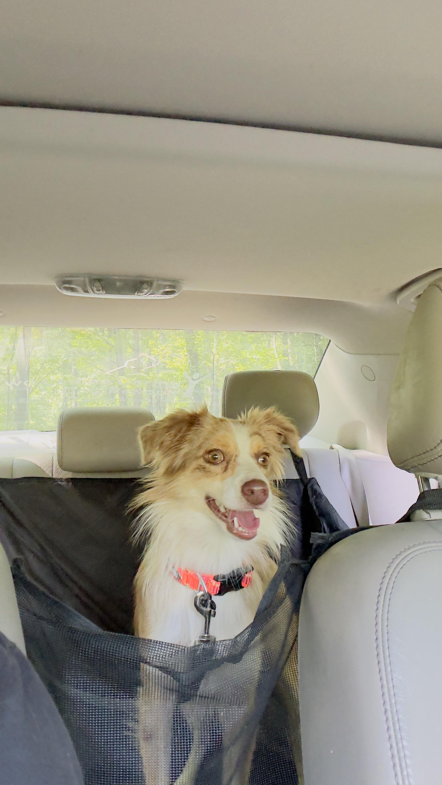 Enlarge Dixie, an adopted Australian Shepherd in Woodlawn, TN image 4/6