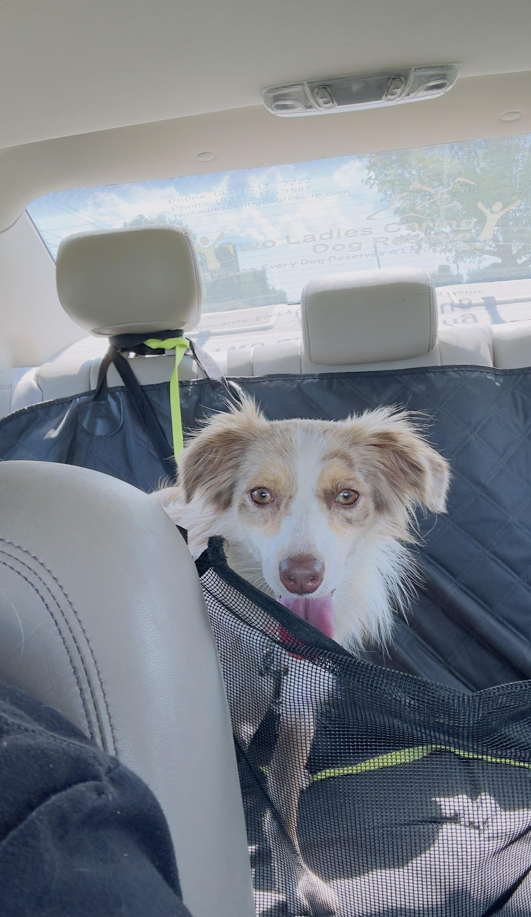 Enlarge Dixie, an adopted Australian Shepherd in Woodlawn, TN image 5/6