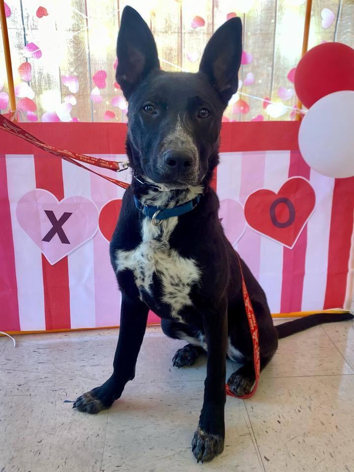 Garner James, Adoptable, Young Male Mixed Breed.