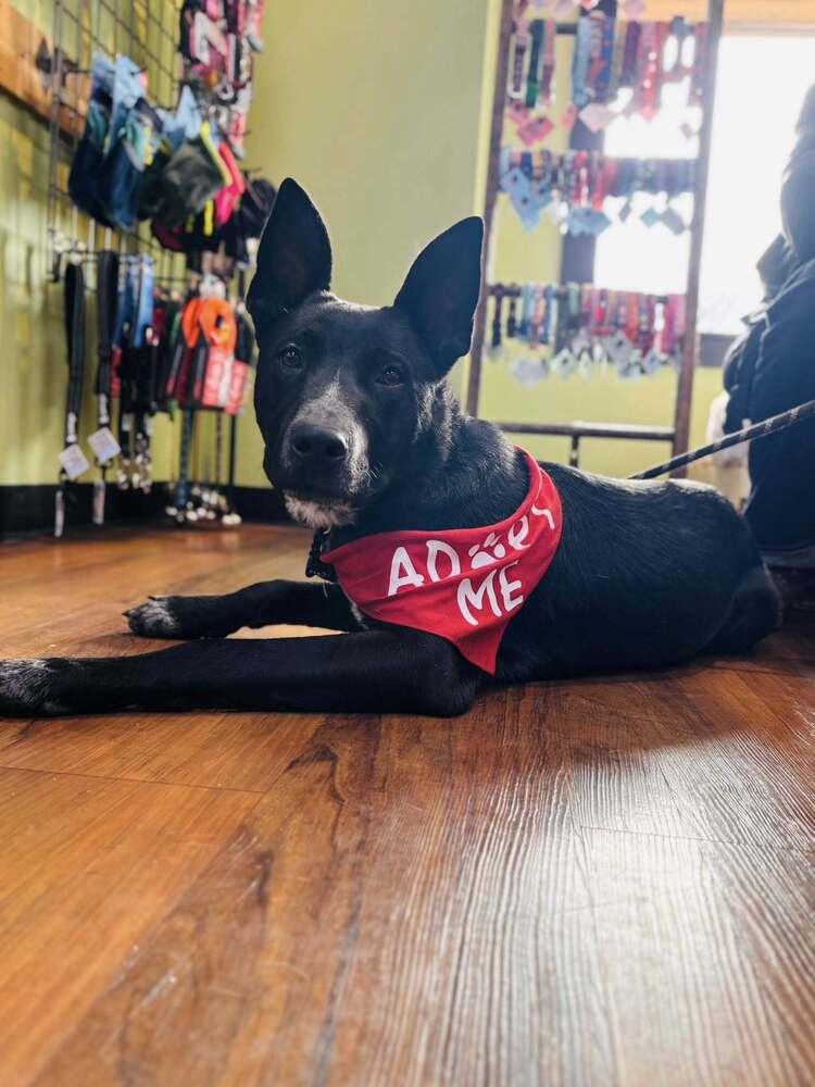 Enlarge Garner James, a Adoptable mixed breed in Milton, DE image 4/6