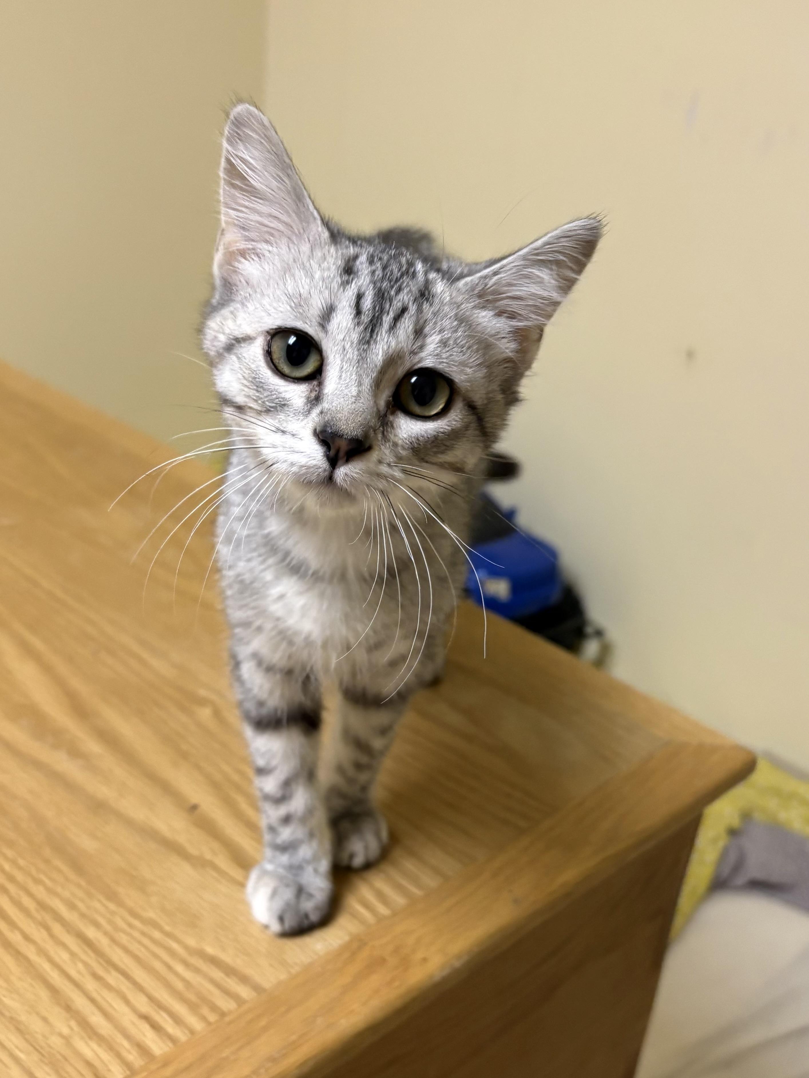 Fantasia, a Domestic Short Hair