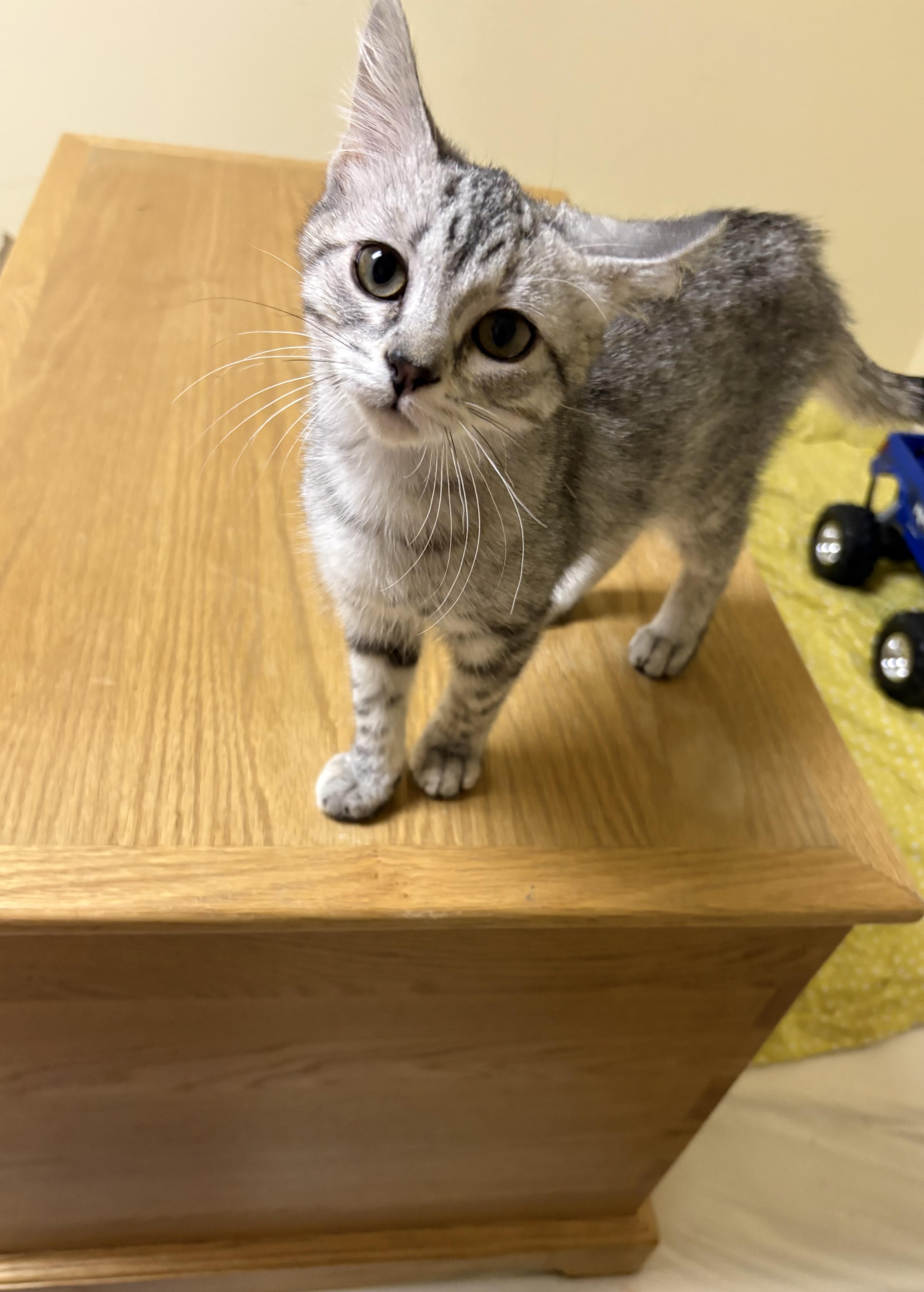 Fantasia, an adoptable Domestic Short Hair in Faribault, MN image 2/2