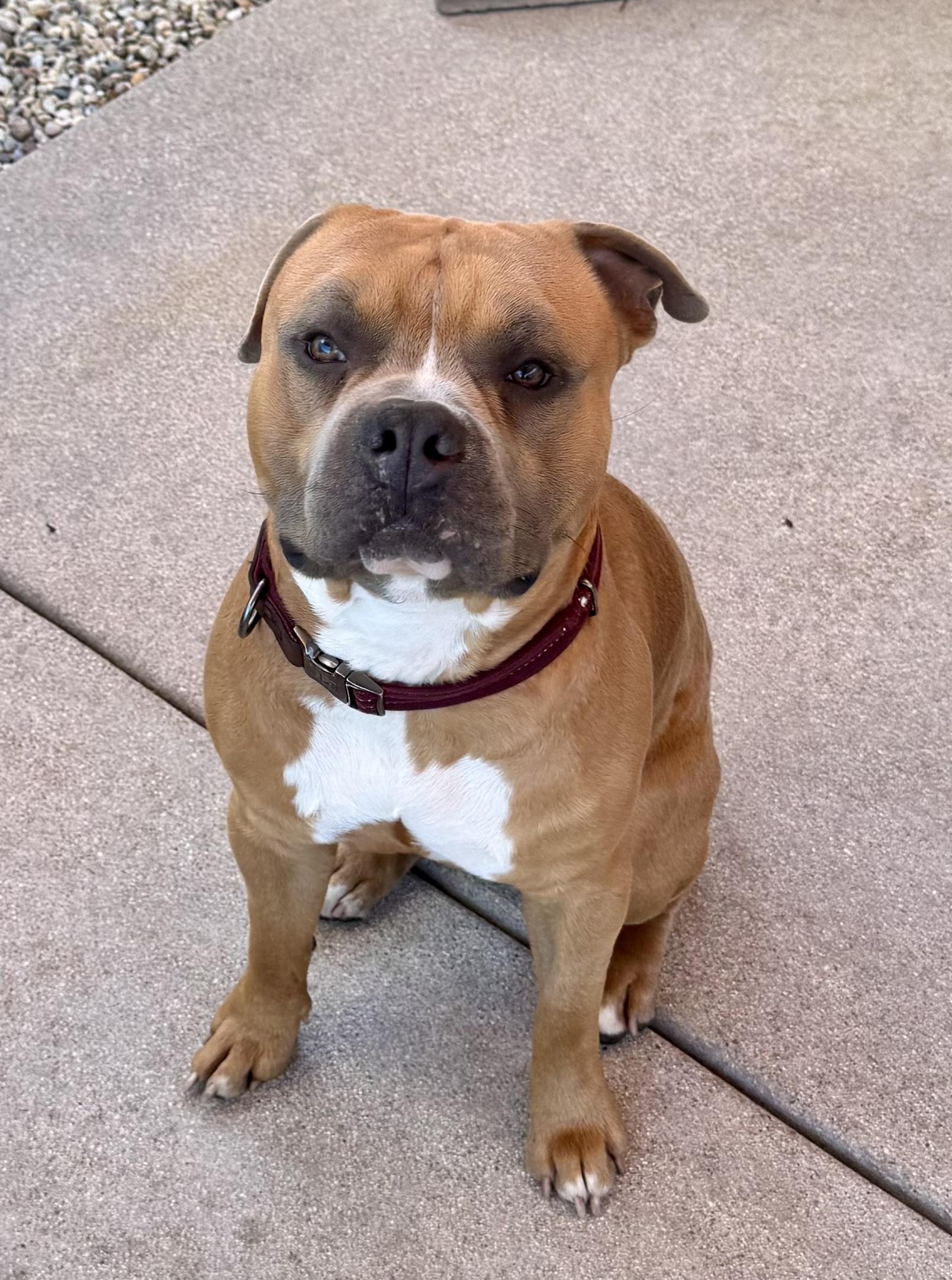 Enlarge Dean, a ADOPTABLE mixed breed in Torrance, CA image 2/5