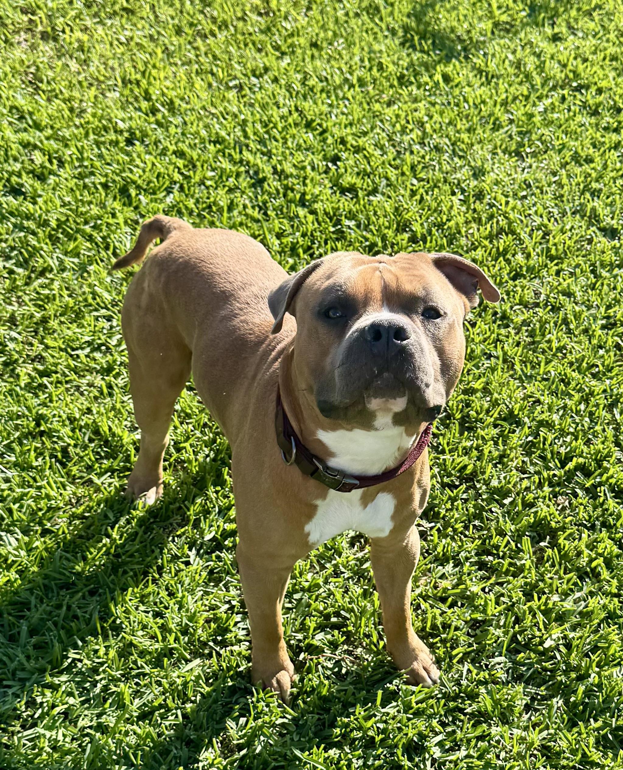 Dean, ADOPTABLE, Young Male American Bulldog & Boxer.