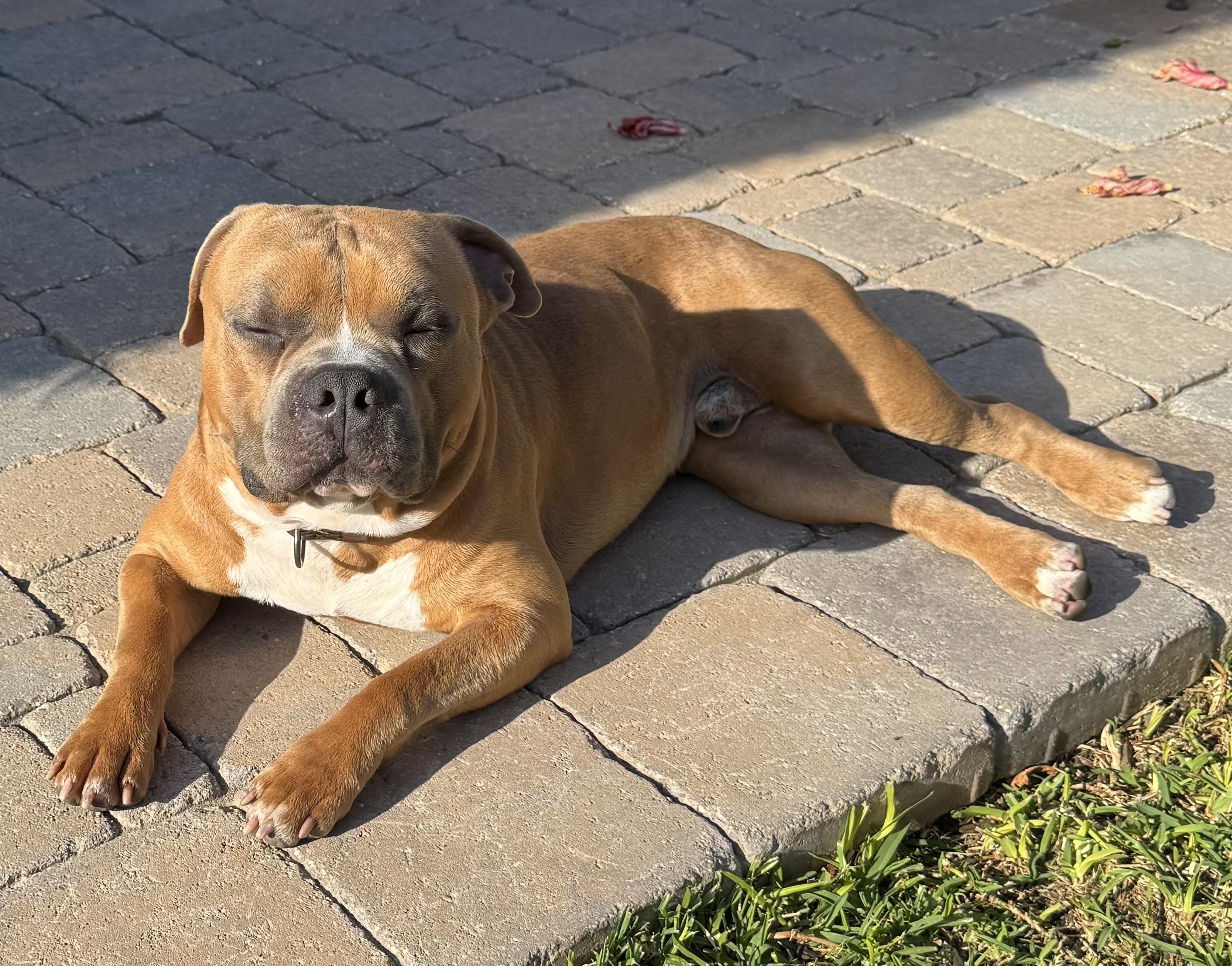 Enlarge Dean, a ADOPTABLE mixed breed in Torrance, CA image 3/5