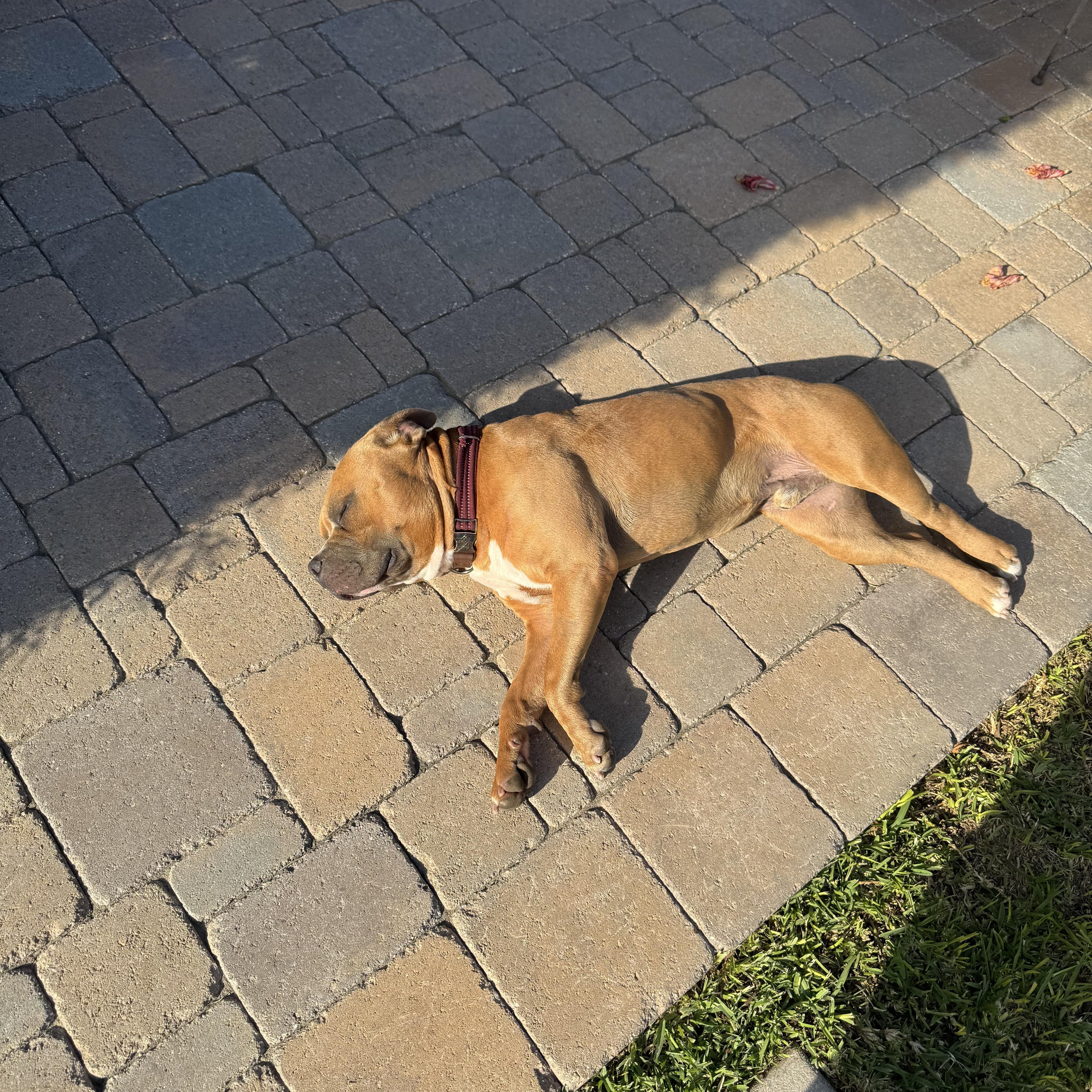 Enlarge Dean, a ADOPTABLE mixed breed in Torrance, CA image 4/5