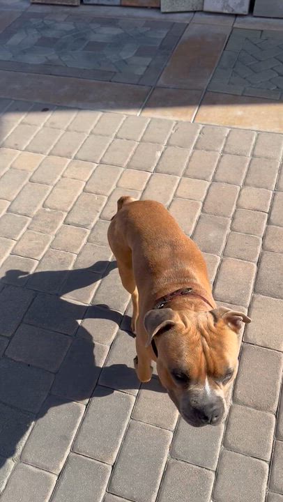 Enlarge Dean, a ADOPTABLE mixed breed in Torrance, CA video 5/5