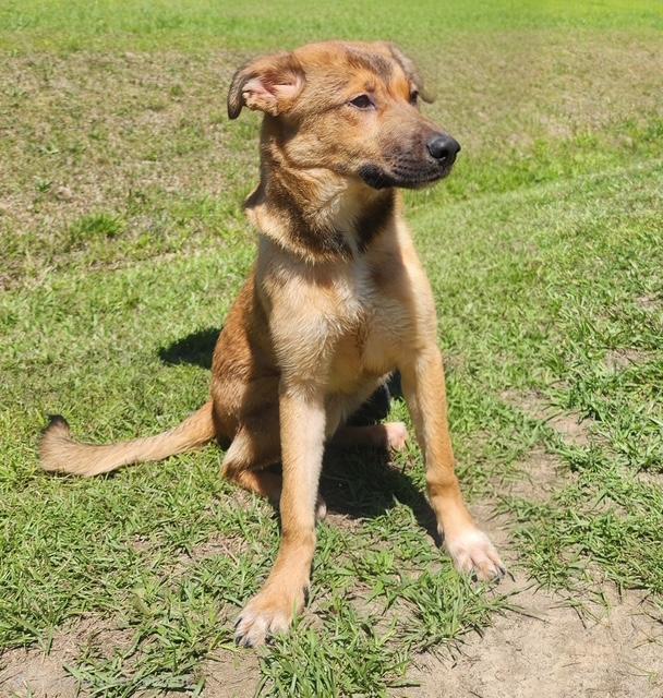 Amory, ADOPTABLE, Puppy Female German Shepherd Dog.