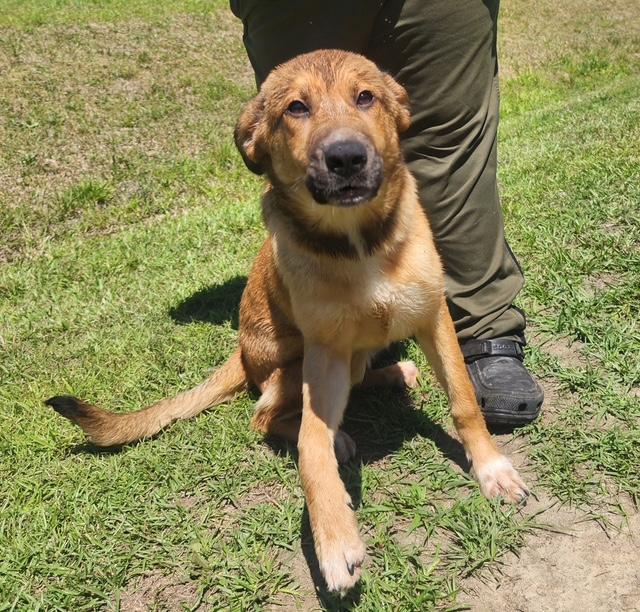 Enlarge Amory, a ADOPTABLE mixed breed in Manhasset, NY image 3/5