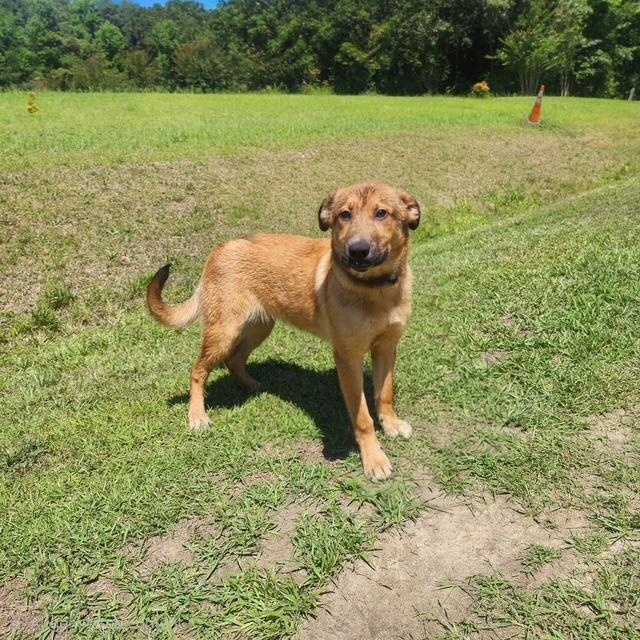Enlarge Amory, a ADOPTABLE mixed breed in Manhasset, NY image 2/5