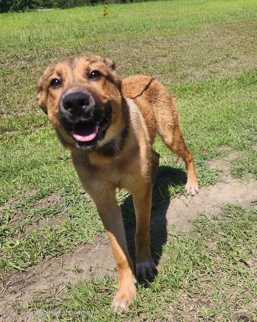 Enlarge Amory, a ADOPTABLE mixed breed in Manhasset, NY image 5/5