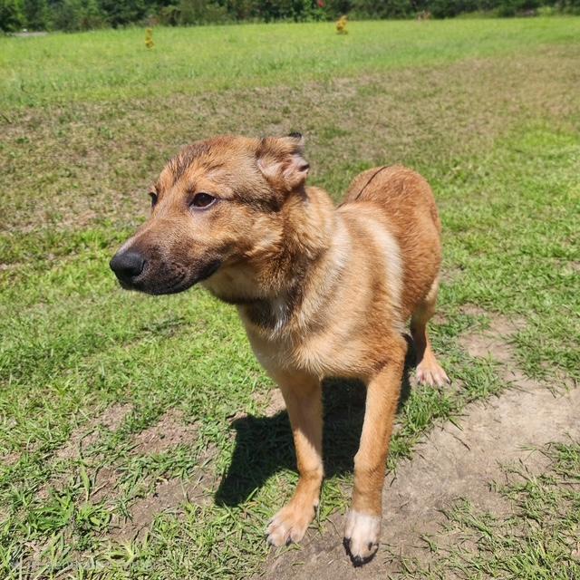 Enlarge Amory, a ADOPTABLE mixed breed in Manhasset, NY image 4/5