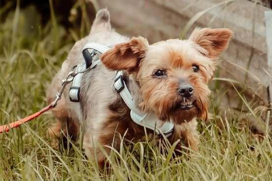 Whiskey Rye, Adoptable, Senior Male Yorkshire Terrier.