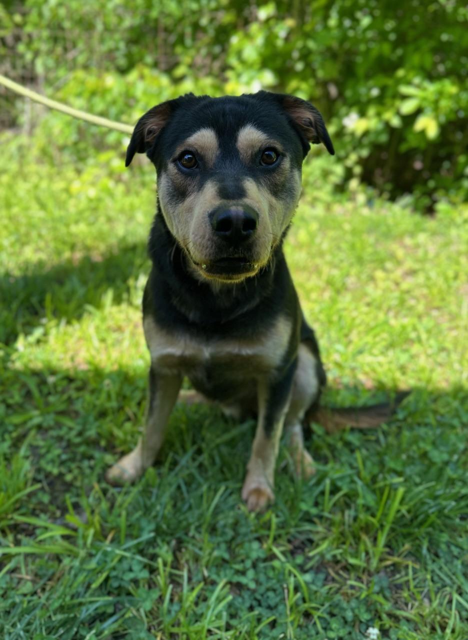 Ace, adopted, Young Male Mixed Breed.