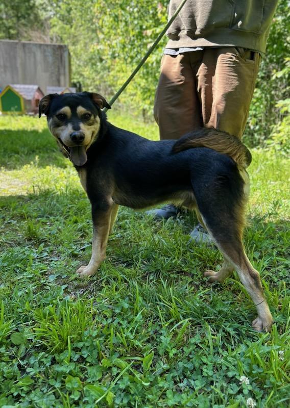 Ace, an adopted Mixed Breed in Manchester, TN image 2/3
