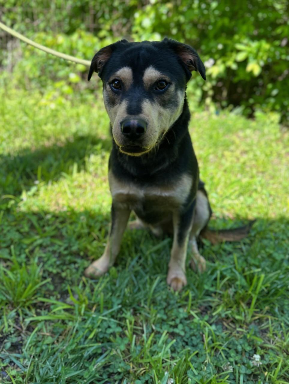Ace, an adopted Mixed Breed in Manchester, TN image 3/3