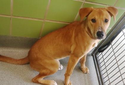 Enlarge Doodle Bug, a Adoptable mixed breed in Longview, TX image 1/1