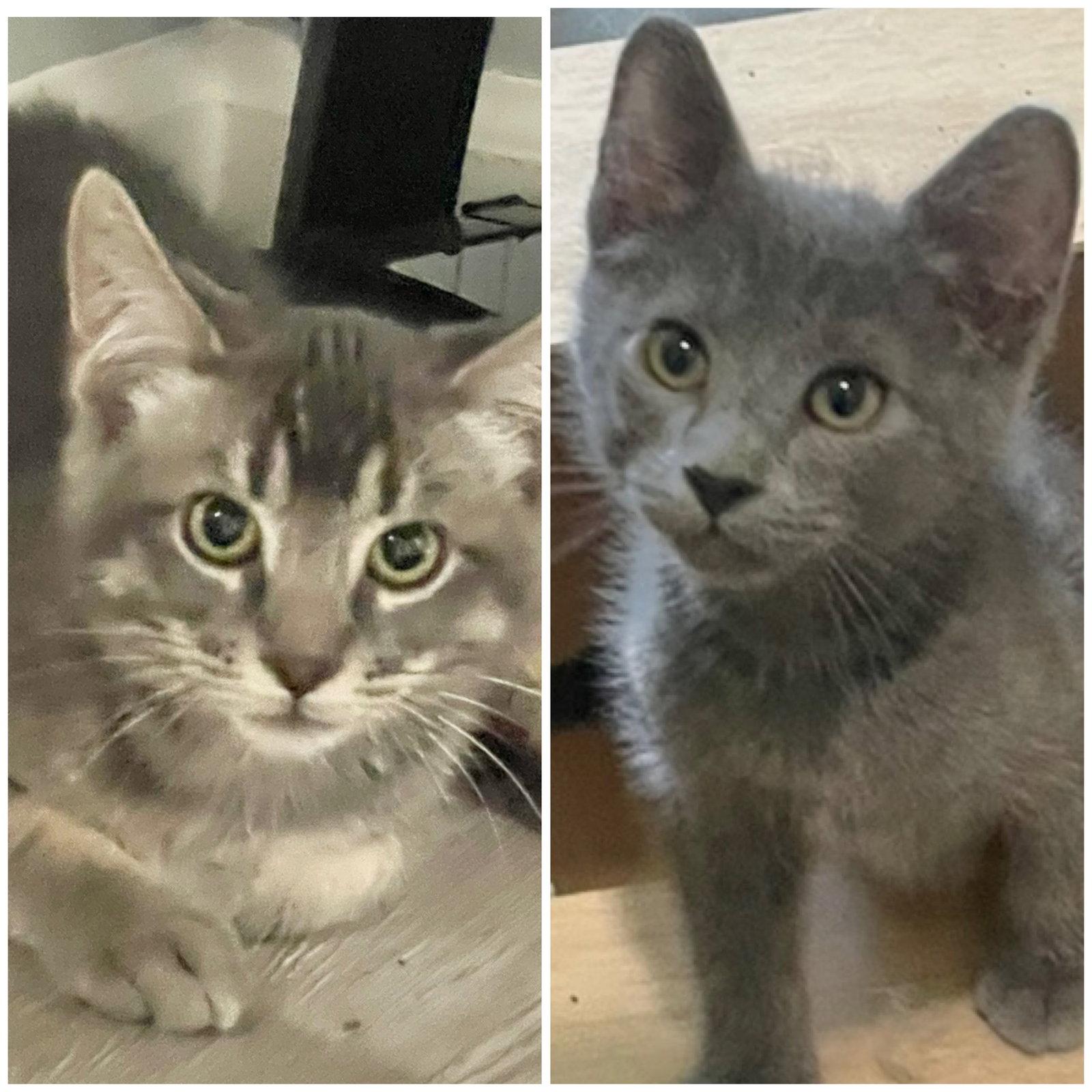 Yugi and Megumi, Adoptable, Kitten Female Domestic Short Hair.