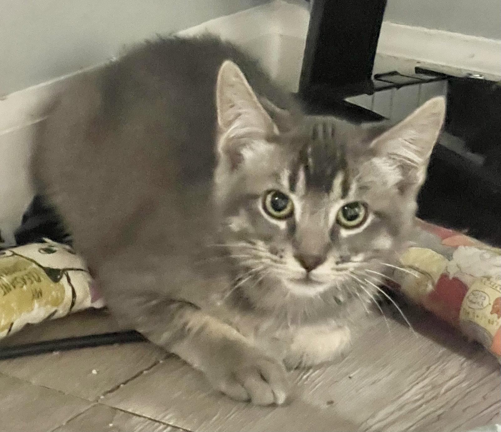Yugi and Megumi, a Adoptable Domestic Short Hair in Shawnee, KS image 2/3