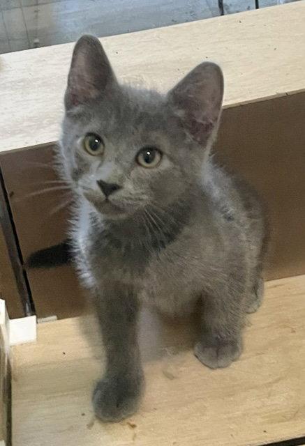 Yugi and Megumi, a Adoptable Domestic Short Hair in Shawnee, KS image 3/3
