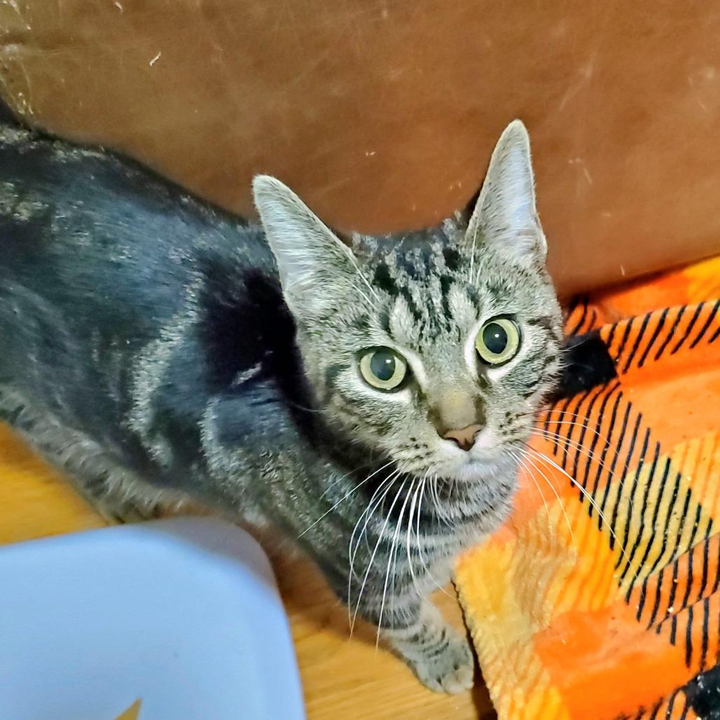 Maji, Adoptable, Young Female Domestic Short Hair.