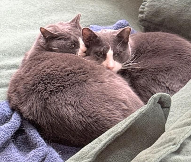 Lucy and Papa, a Adoptable Domestic Short Hair in Melrose, MA image 1/6