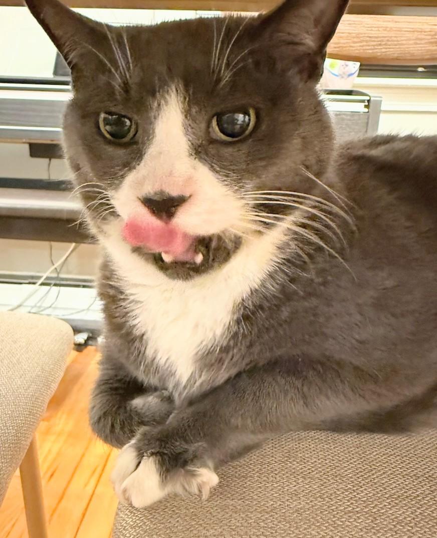 Lucy and Papa, a Adoptable Domestic Short Hair in Melrose, MA image 6/6