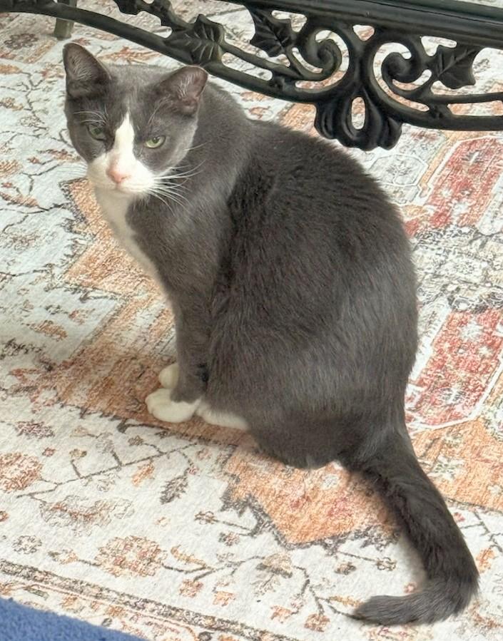 Lucy and Papa, a Adoptable Domestic Short Hair in Melrose, MA image 4/6