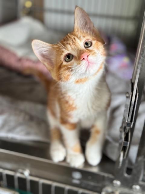 Tangerine