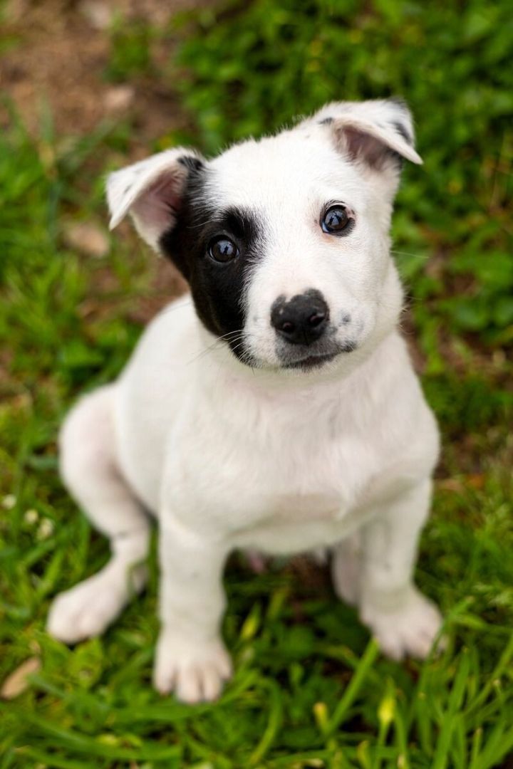 Atlas Bethea 5