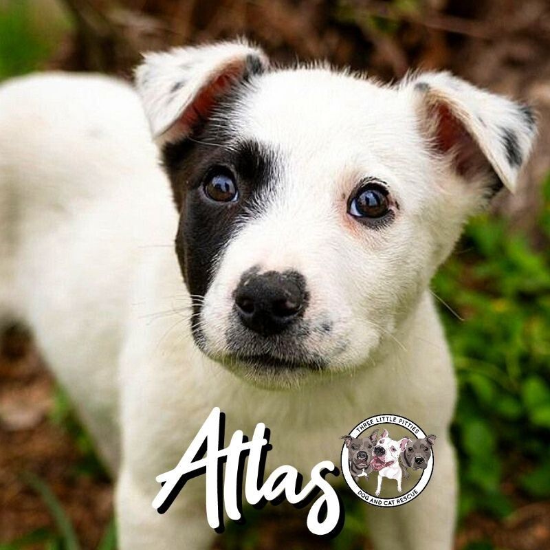 Atlas Bethea 1