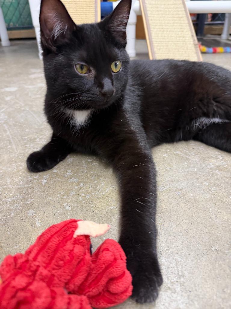 Lena, Adoptable, Kitten Female Domestic Short Hair.