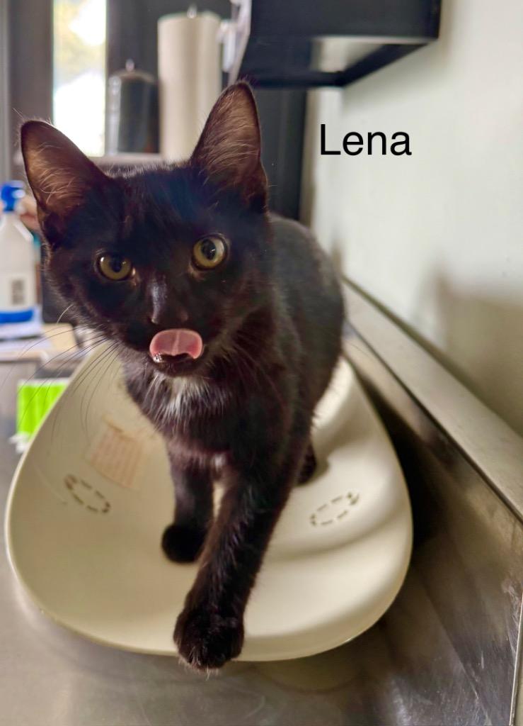 Enlarge Lena, a Adoptable mixed breed in Lagrange, IN image 1/1