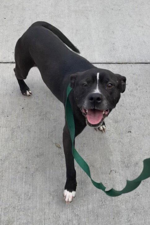 Chase, Adoptable, Adult Male Pit Bull Terrier.
