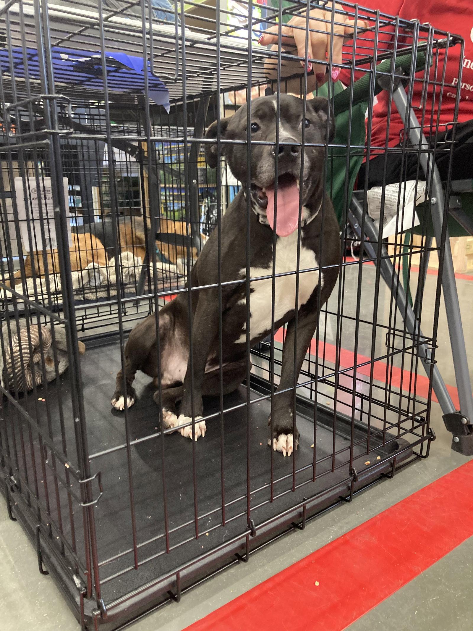 Enlarge Chase, a Adoptable Pit Bull Terrier in Chatham, VA image 2/2