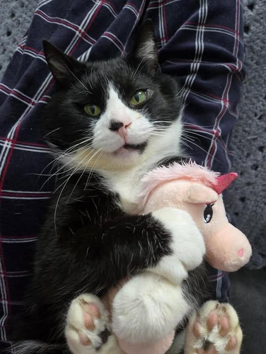 Enlarge Rosaire, a ADOPTABLE Domestic Short Hair in Sainte-Martine, QC image 1/1