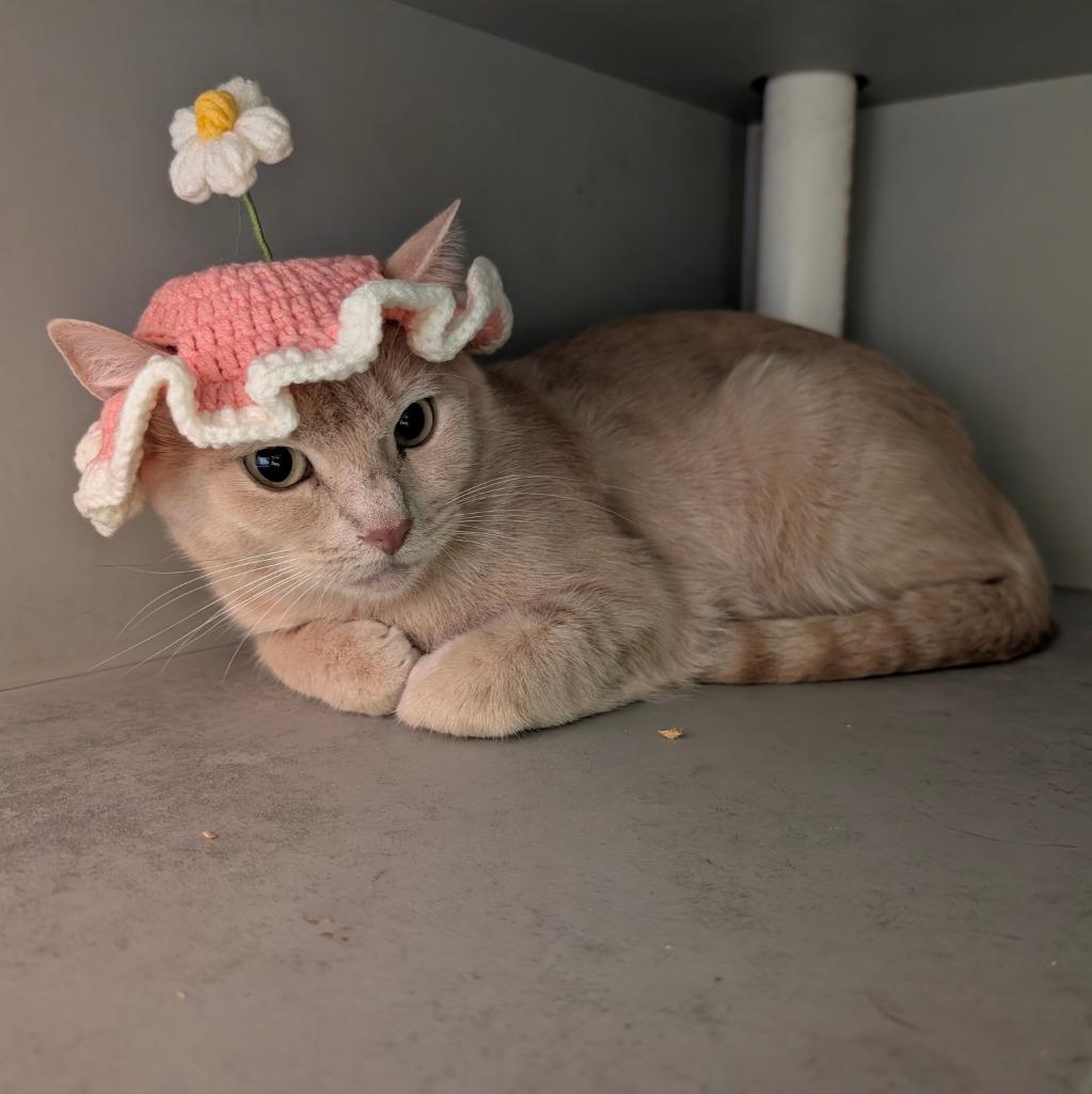 Sarabi, Adoptable, Young Female Domestic Short Hair.