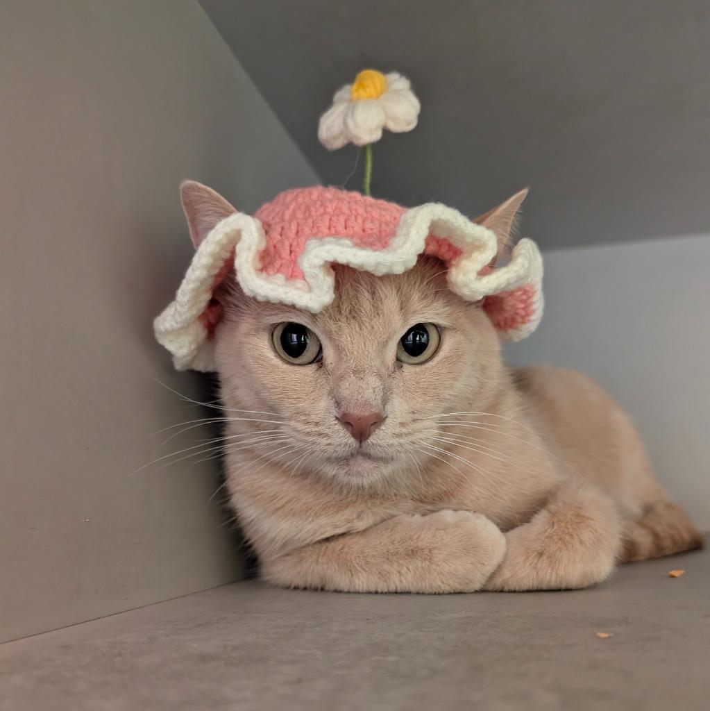 Enlarge Sarabi, a Adopted mixed breed in Rowlett, TX image 2/4