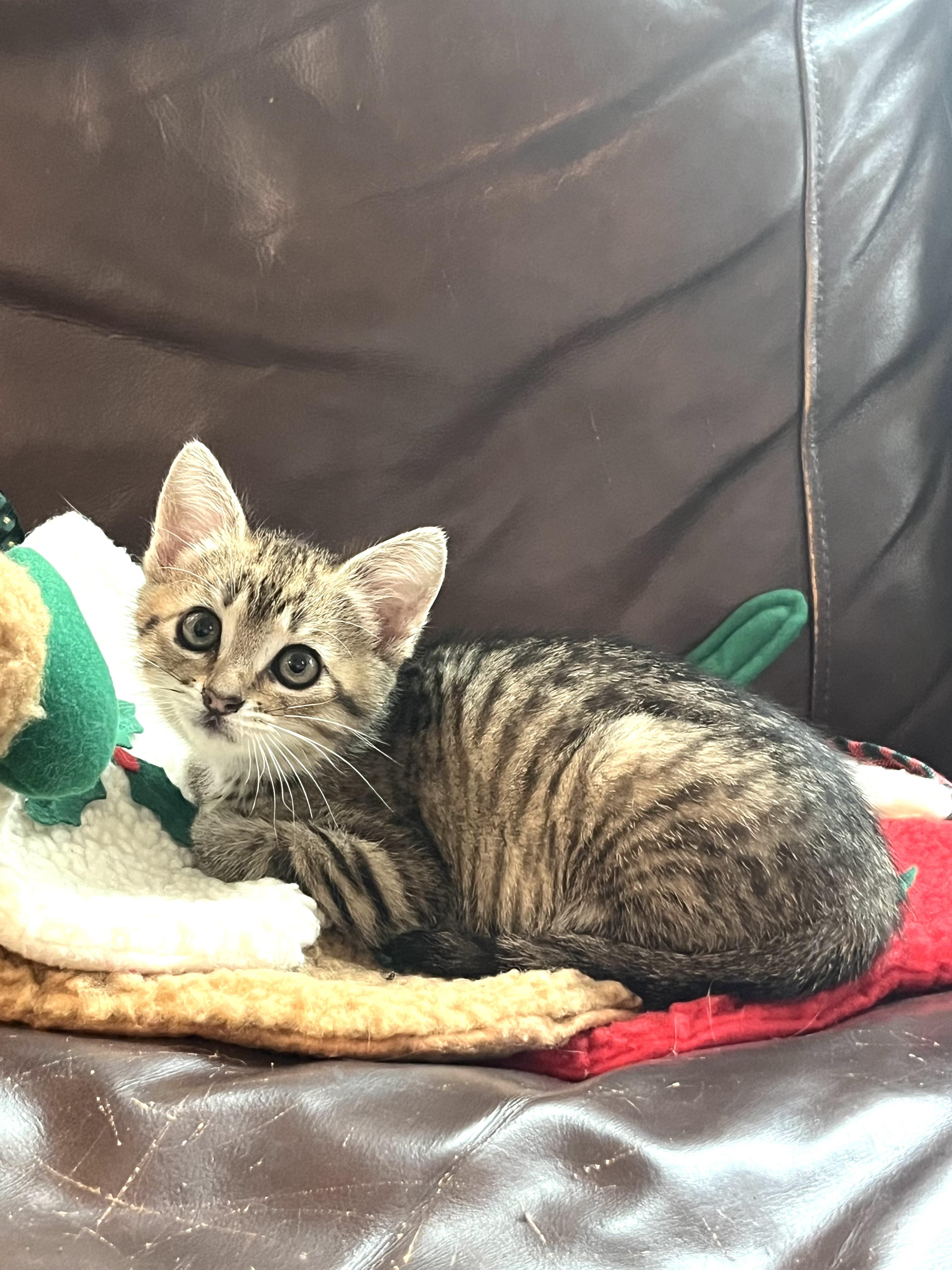 Enlarge Toffee, a ADOPTABLE Tabby in San Juan Capistrano, CA image 3/3