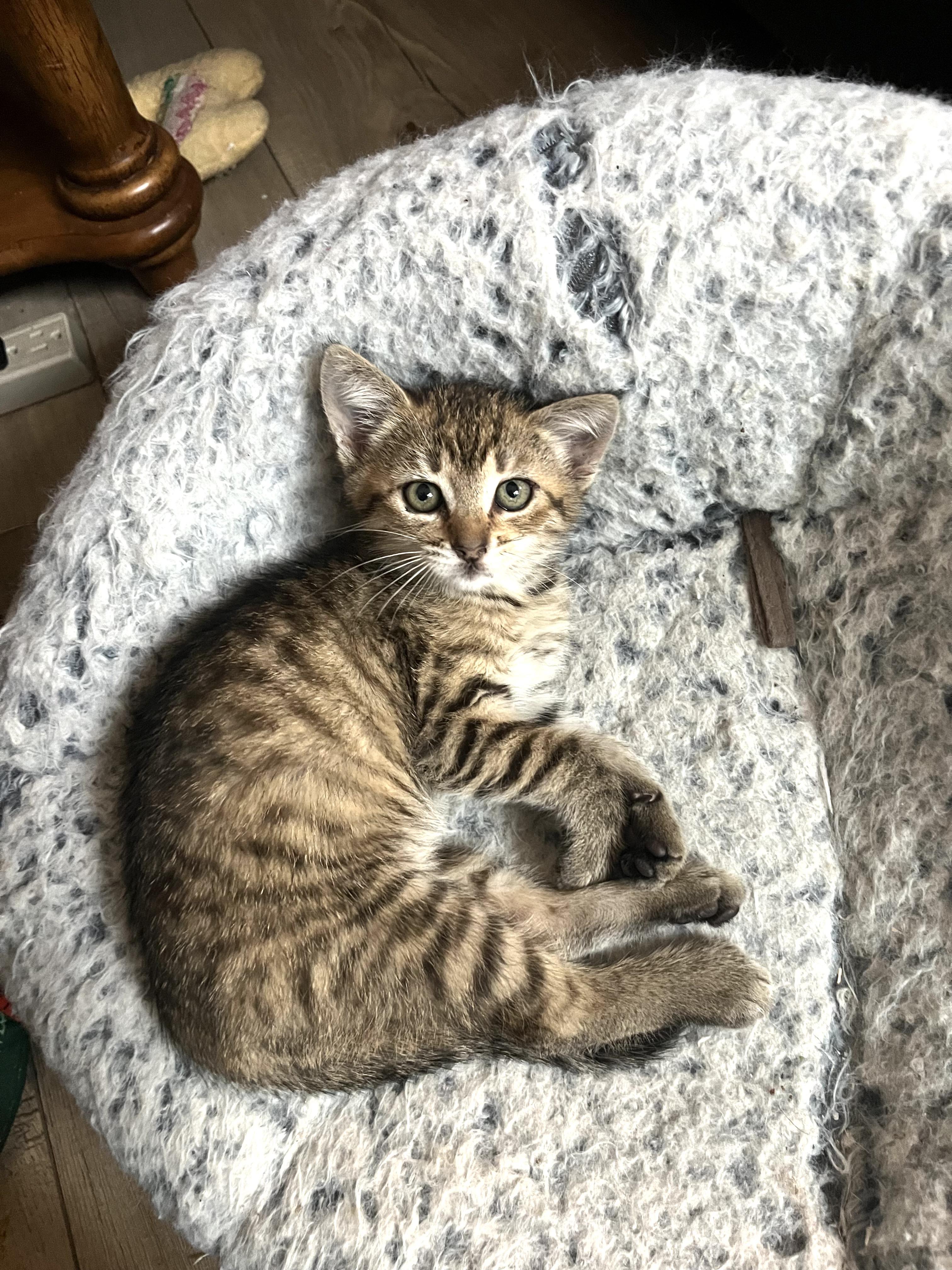 Enlarge Toffee, a ADOPTABLE Tabby in San Juan Capistrano, CA image 2/3